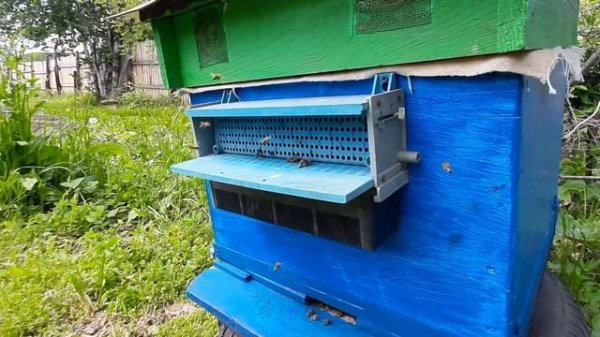 Сбор пыльцы пыльцесборником 2021