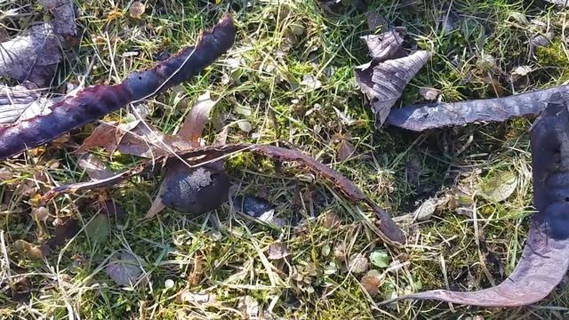 Planting for the Future, Black Walnut and Honey Locust смотреть онлайн