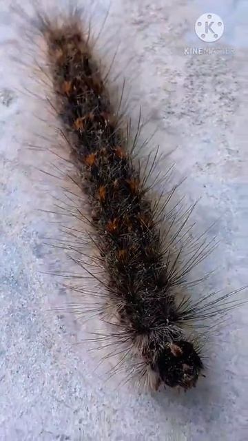 khujli wala kida | hairy scary worms | kambalkida | कम्बल कीड़ा |insect documentary смотреть онлайн