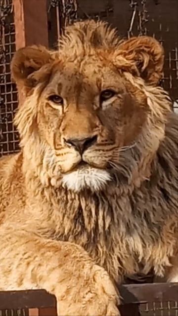 Шерхан снова со мной. Тебе позировать анфас или в профиль? #шерхан_тайган #лев #юмор #shortvideo смотреть онлайн