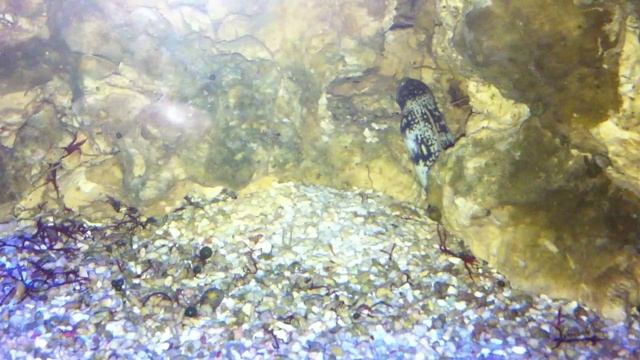 Мурена Ехидна ночью - CoralReef-Aqua.ru