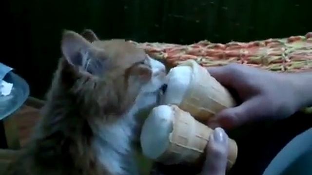 Кот лижет мороженое в вафельном стаканчике смотреть онлайн