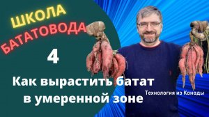 Как вырастить батат в умеренной зоне. Школа бататовода урок 4