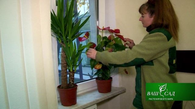 ВашСад_работа с растениями в осенний период