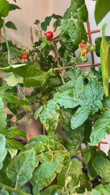 Помидоры на балконе смотреть онлайн