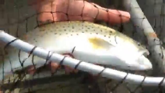 Brown trout fishing on croton falls reservoir смотреть онлайн
