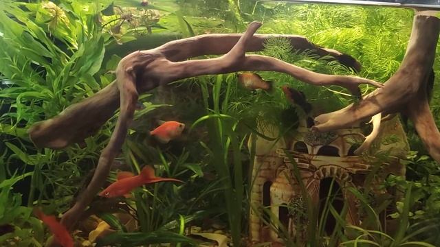 Аквариум с карягами,  преображение