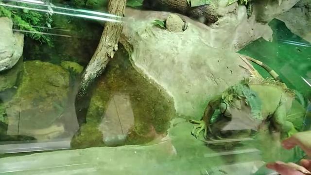 My GoPro Life. Reptiles / Рептилии - Moscow Zoo (Android) смотреть онлайн