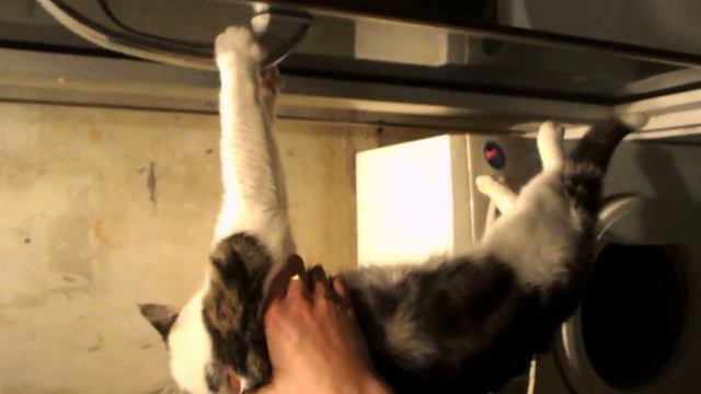 Мася мыться)) смотреть онлайн