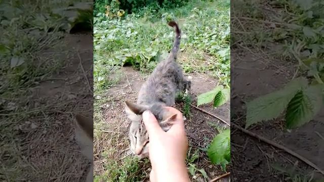 Змей-искуситель отдыхает 🛌 смотреть онлайн
