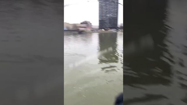 Зумеры из Астрахани прямо в городе поймали огромного толстолобика. смотреть онлайн