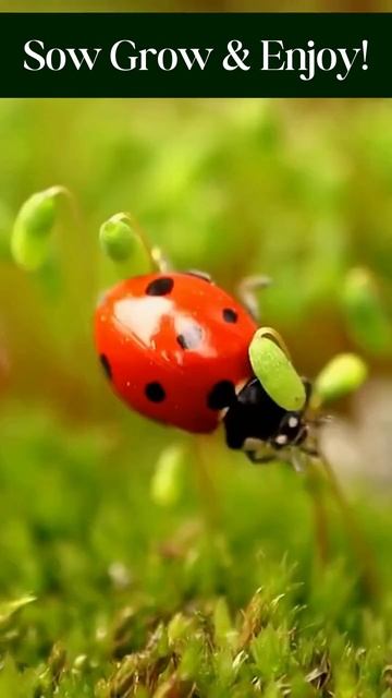 Home Remedies About How To Get Rid Of Pests? #youtubeshortsvideo   #ytshorts #youtube