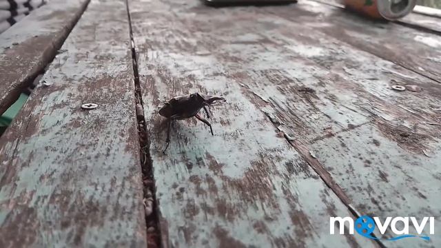 ЗОМБИ Жук... смотреть онлайн