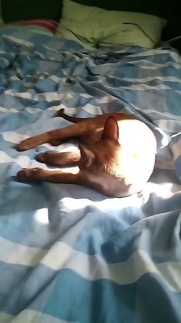 #котики#😺#####@ смотреть онлайн