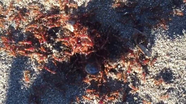 Ants & Warm in game of Life смотреть онлайн