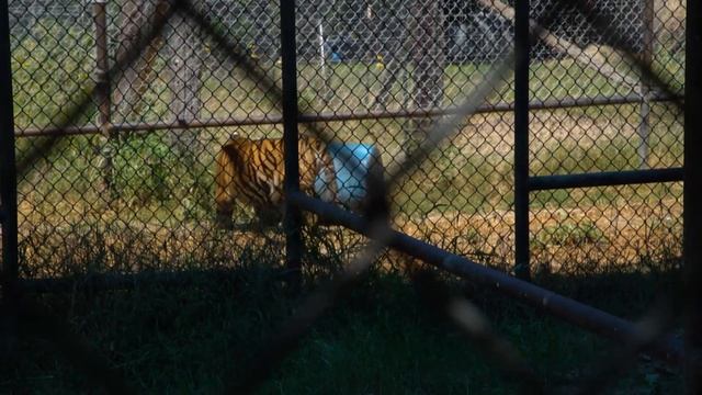 Is It OK To Have Tigers As Pets? | Predator Pets | Curious?: Natural World