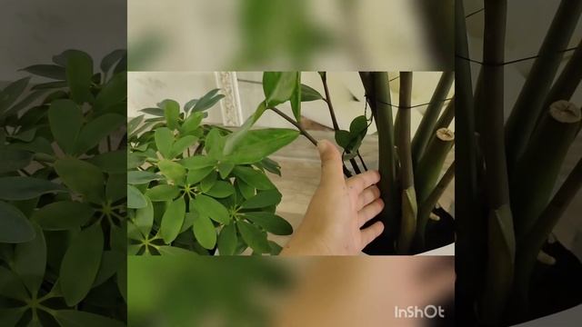 Доллар гүлінің күтімі. Долларды күтіп баптау. Замокулкус гүлін күтіп баптау. смотреть онлайн