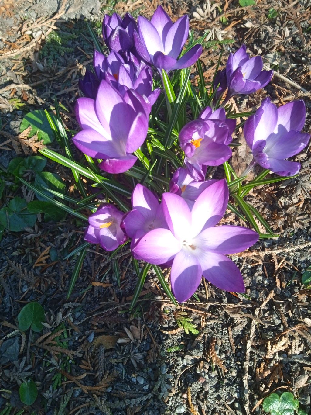 утренний чир смотреть онлайн