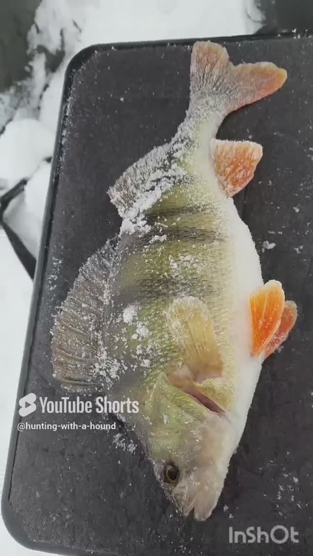 Если не гоняем зайца то ловим рыбу 🐟 🐟 🐟.#рыбалка #fishing #щука#охотасгончей#топ #hunting #trou смотреть онлайн