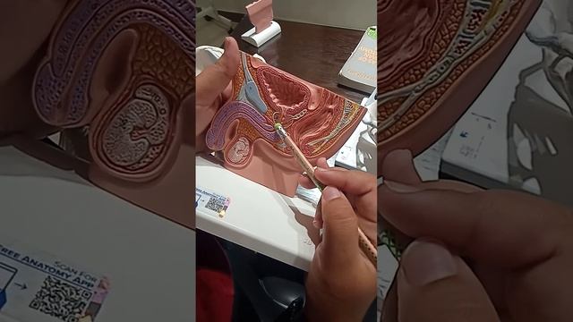 demonstration of Male Pelvis ( urinary bladder, Urethra and Rectum) смотреть онлайн
