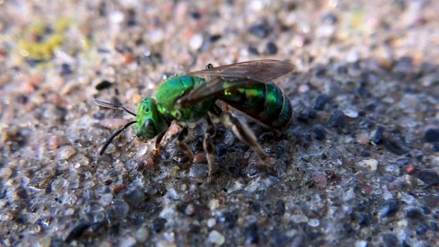 Cuckoo Puddling смотреть онлайн