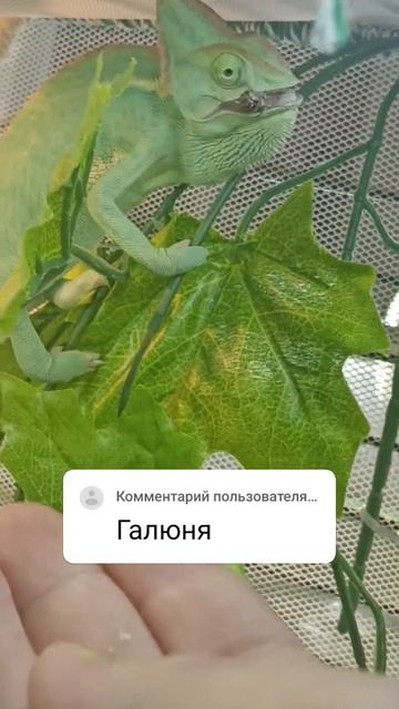 йеменский хамелеон Галя #terrarium #reptiles смотреть онлайн