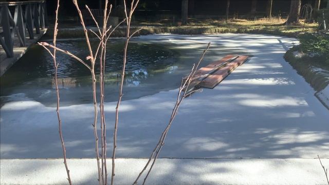 Новости с пруда.Рассуждения по результатам опросов смотреть онлайн