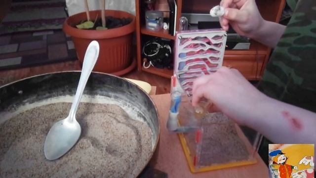 Моя первая муравьиная ферма (фармикарий) заселение. смотреть онлайн