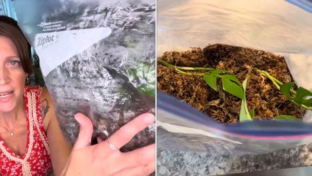 Battle of the Propagation Methods | One Plant in Water, Soil, Sphagnum and Perlite смотреть онлайн