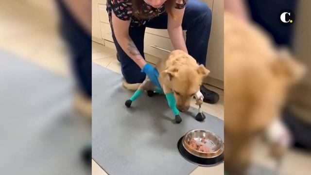 Monika, la perrita que volvió a caminar | El Colombiano смотреть онлайн