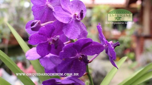 Ascocenda Princess Mikasa 'Blue Velvet' - Orquidário Imirim смотреть онлайн