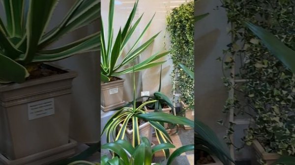 Оранжерея Царицыно #оранжерея #цветы