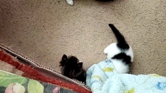 котики смотреть онлайн