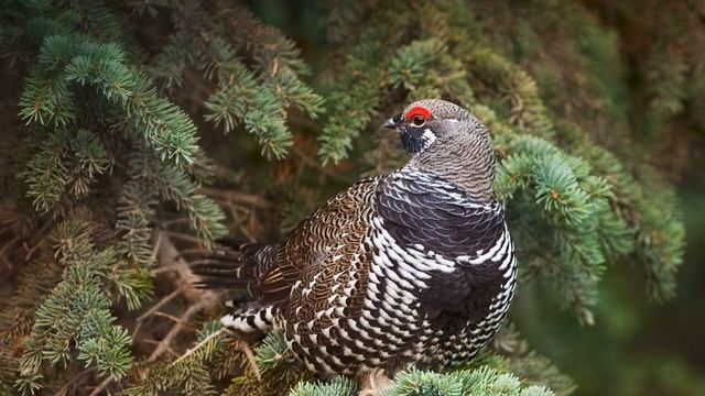 Тайга. Голос птицы Каменный рябчик (Дикуша) _ редкая птица смотреть онлайн