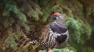 Тайга. Голос птицы Каменный рябчик (Дикуша) _ редкая птица