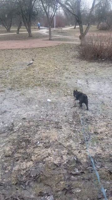 🐶🖤 #милота #шипперке #щенок #схипперке #собака #dog #socute смотреть онлайн