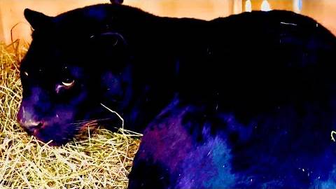 Сегодня наши красавцы леопарды уезжают в Карелию смотреть онлайн