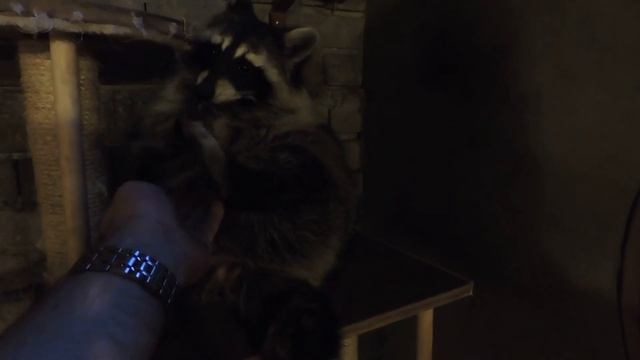 South Korea Seoul cafe with raccoons Южная Корея Сеул кафе с енотами смотреть онлайн