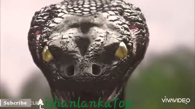 Anaconda /spring (2008)don. T. Move(4)?10?mvoe clips so mvoe clips смотреть онлайн