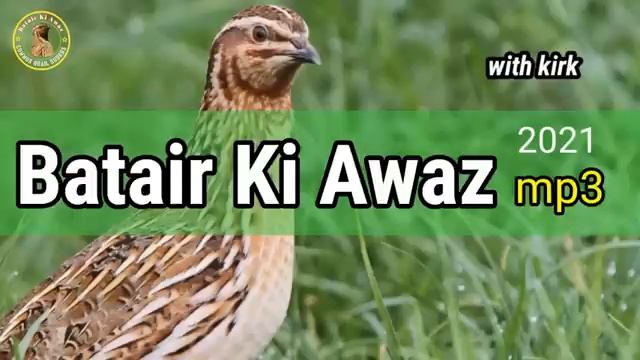 Batair_ki_awaz_||_Quail_sounds_||_бедана_сайраши_||_bedana_sayrashi(360p)