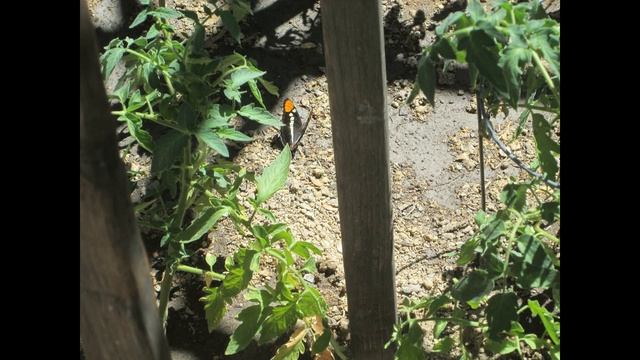 The California Sister Butterfly And The Bee смотреть онлайн