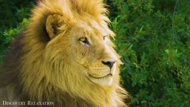 Сура Ан-Ниса (Женщины), Мишари Рашид, Сура 4 смотреть онлайн