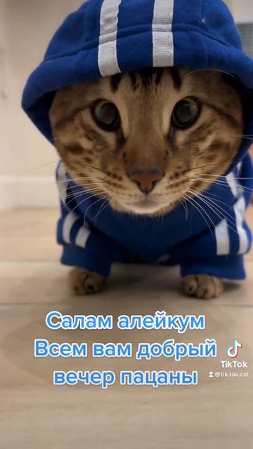 Салам алейкум. Всем добрый вечер пацаны #zaychikthesavannah