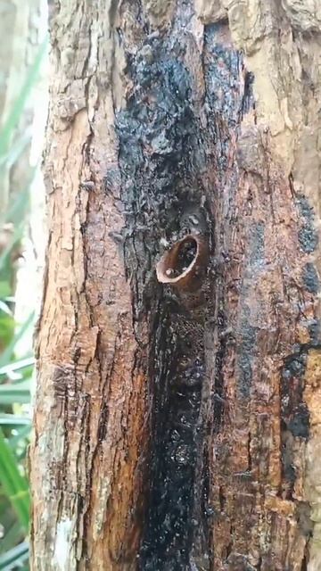 dapat lagi di hutan kelulut jenis heterotrigona itama #shorts #kelulut смотреть онлайн