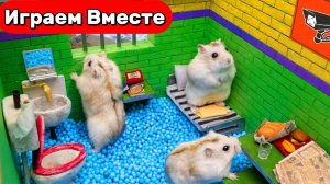 Лабиринт для Хомяка ! Умный хомяк совершает побег из ХИТРОЙ ТЮРЬМЫ С ЛОВУШКАМИ !