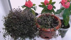 Что Делать если у Каллизии Мелколистной Начинают Сохнуть Листья и Стебли. Размножение Черенками.