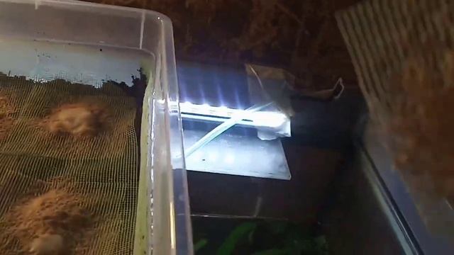 Результат по гриндалю с кормежкой смотреть онлайн