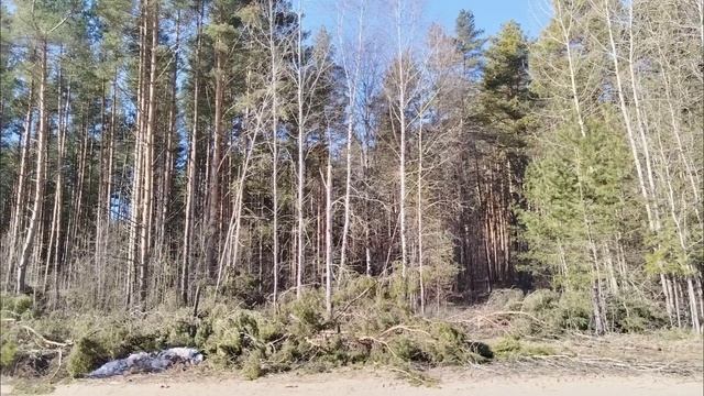 Птички поют смотреть онлайн