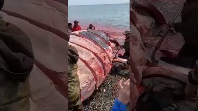 Поймали большого сома😱!