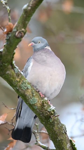 Wood Pigeon | Ringeltaube #birdshorts #birding #pigeon